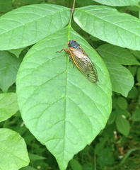 Magicicada septendecim