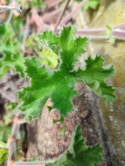 Pelargonium capitatum