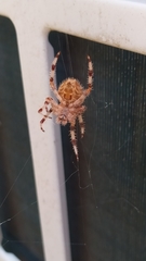 Araneus pallidus