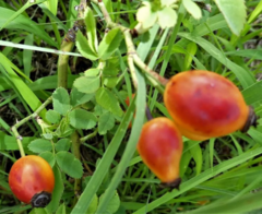 Rosa canina