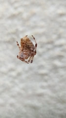 Araneus pallidus