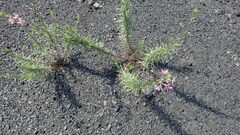 Chamaenerion dodonaei