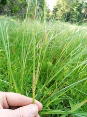 Carex
