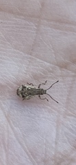Pseudoedophrys hilleri