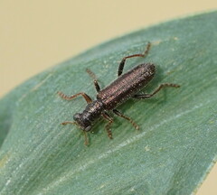 Lemidia subaenea