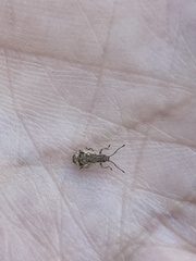 Pseudoedophrys hilleri