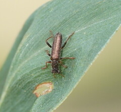 Lemidia subaenea
