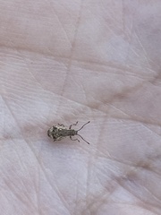 Pseudoedophrys hilleri
