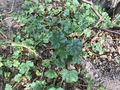 Malva parviflora