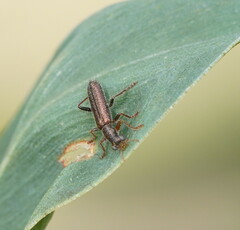 Lemidia subaenea
