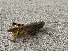 Melanoplus differentialis
