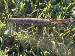 Stagmomantis