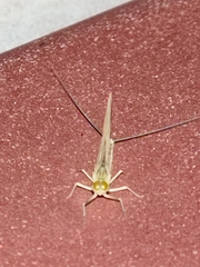 Ephemeroptera