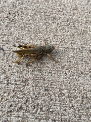 Melanoplus differentialis