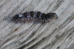 Acronicta megacephala
