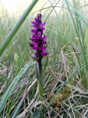 Dactylorhiza