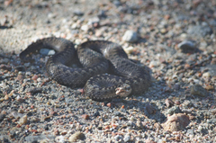 Vipera berus