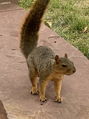 Sciurus niger