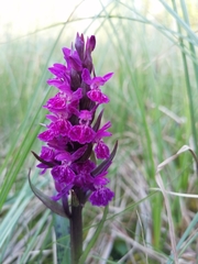 Dactylorhiza