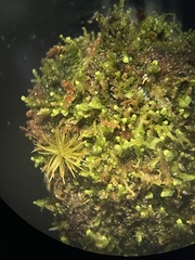 Odontoschisma denudatum