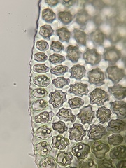 Odontoschisma denudatum