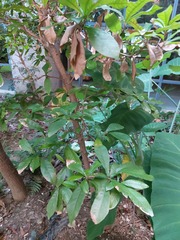 Synsepalum dulcificum