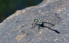 Stylogomphus albistylus
