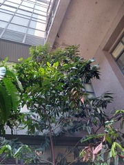 Synsepalum dulcificum