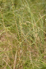 Pimelea axiflora axiflora