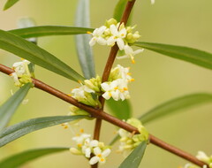 Pimelea axiflora axiflora