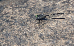 Stylogomphus albistylus