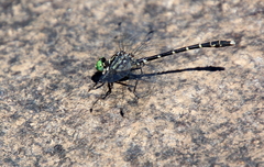 Stylogomphus albistylus