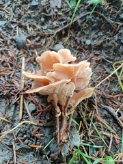 Rhodocybe