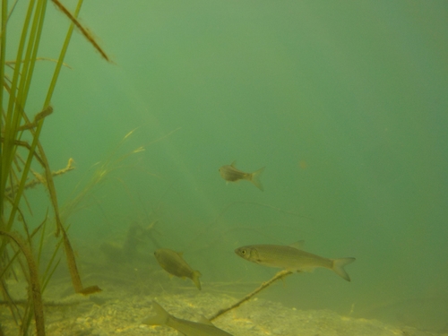 Croatian Chub (Squalius zrmanjae) · iNaturalist
