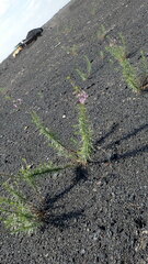 Chamaenerion dodonaei