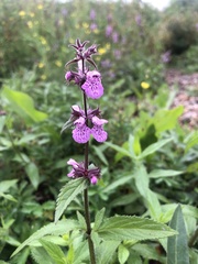 Stachys palustris