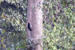 Trachyphonus purpuratus