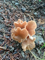 Rhodocybe