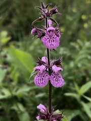 Stachys palustris