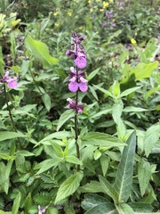 Stachys palustris