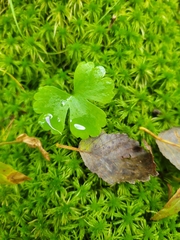 Ranunculus lapponicus