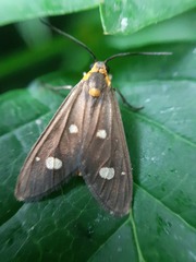 Dysauxes famula