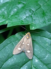 Dysauxes famula