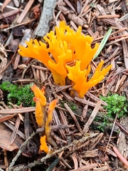Calocera viscosa