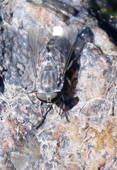 Tabanus sparus