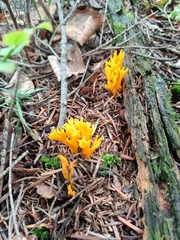 Calocera viscosa