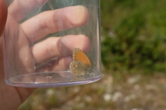 Coenonympha glycerion