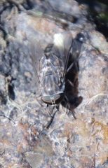 Tabanus sparus