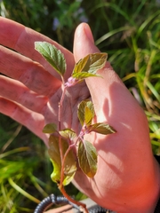 Mentha canadensis