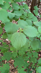Viburnum dentatum